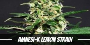 Amnesi-K Lemon Strain