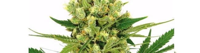 Amnesia Haze Strain