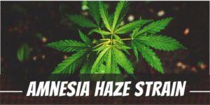 Amnesia Haze Strain