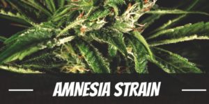Amnesia Strain