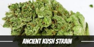 Ancient Kush Strain