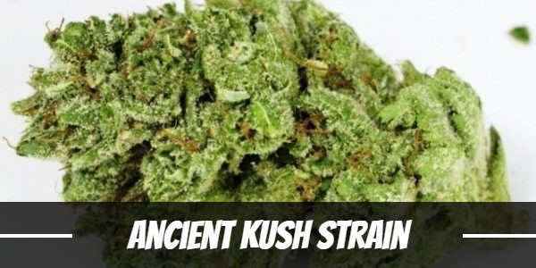 Ancient Kush Strain