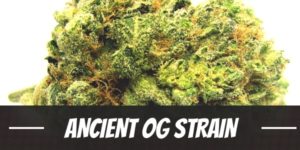 Ancient OG Strain