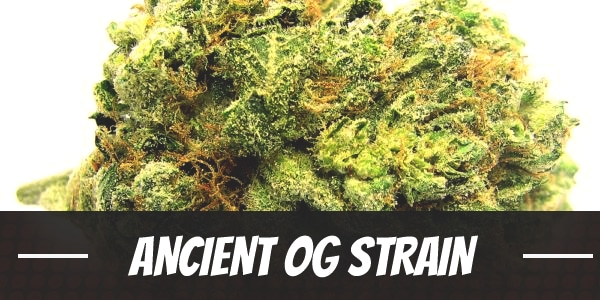 Ancient OG Strain