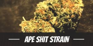 Ape Shit Strain