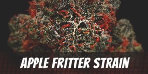 Apple Fritter Strain