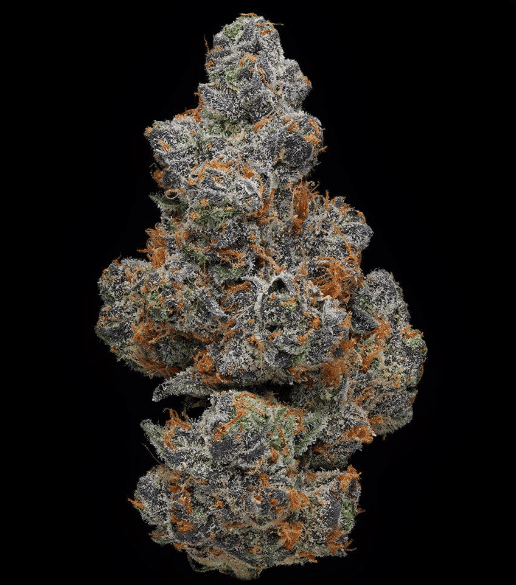 apple fritter strain
