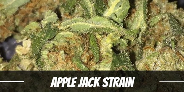 Apple Jack Strain