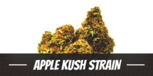 Apple Kush Strain