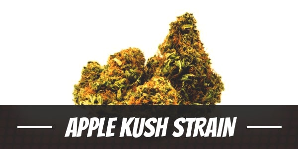 Apple Kush Strain