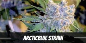 ArcticBlue Strain