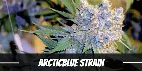 ArcticBlue Strain
