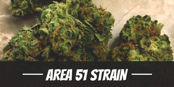 Area 51 Strain