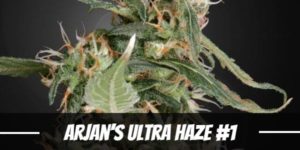 Arjan’s Ultra Haze #1 Strain