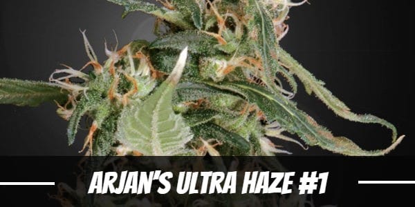 Arjan’s Ultra Haze #1 Strain