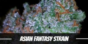 Asian Fantasy Strain