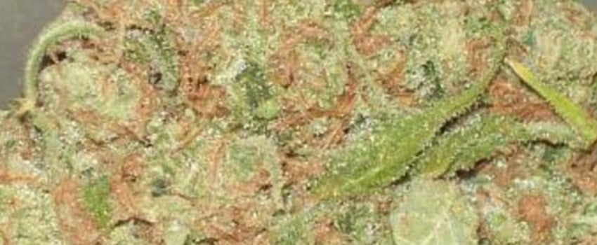 Astroboy Medical