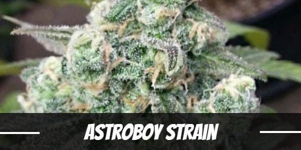 Astroboy Strain