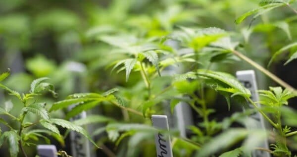 At least 18 hours of light for clones