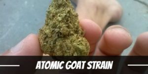 Atomic Goat Strain