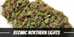 Atomic Northern Lights Strain