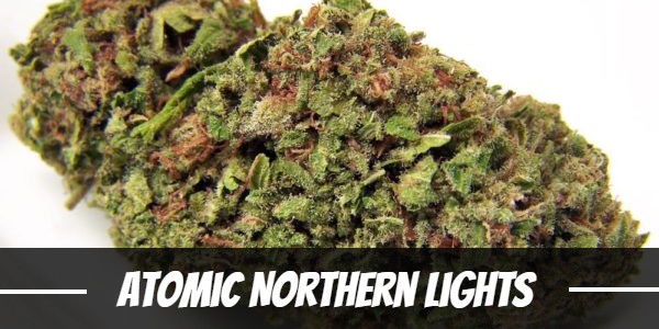 Atomic Northern Lights Strain