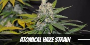 Atomical Haze Strain