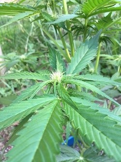 growth pattern