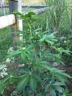 growth pattern