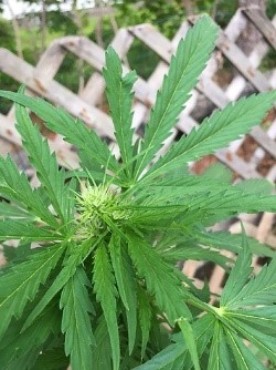 growth pattern