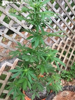 growth pattern