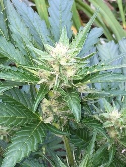 Blueberry