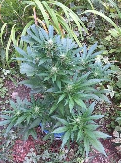 Blueberry