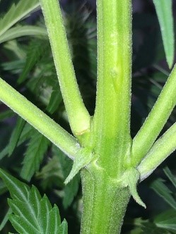 bud forming
