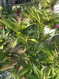 Blueberry autoflower