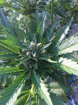 Blueberry autoflower
