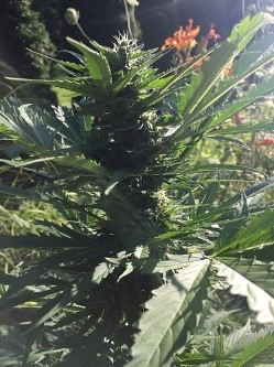 Blueberry autoflower