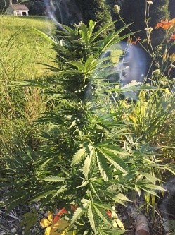 Blueberry autoflower