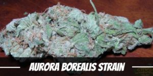 Aurora Borealis Strain