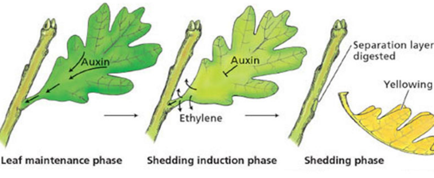 Auxin