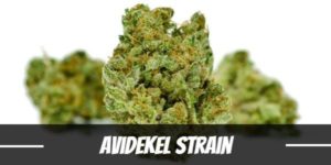 Avidekel Strain
