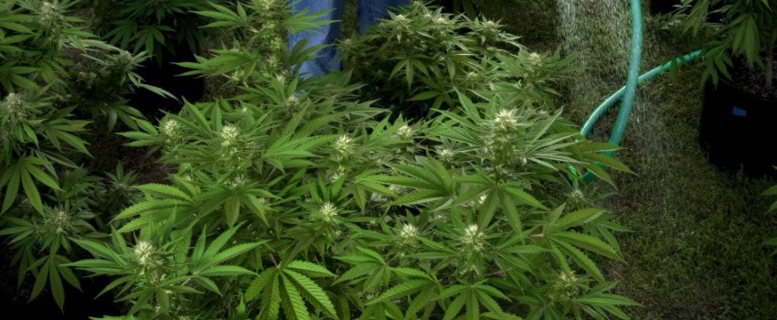Avoid Overwatering