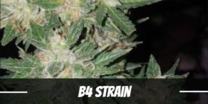 B4 Strain
