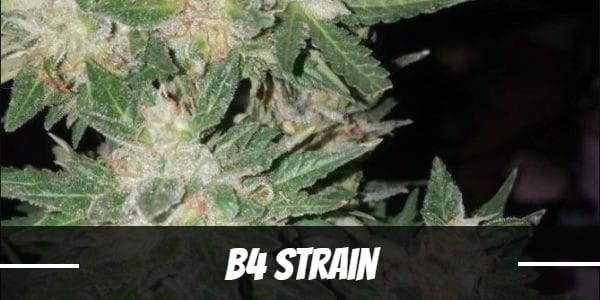 B4 Strain