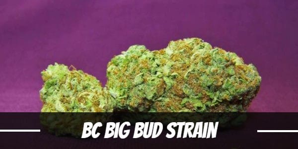 BC Big Bud Strain