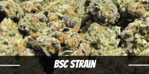 BSC Strain