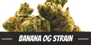 Banana OG Strain