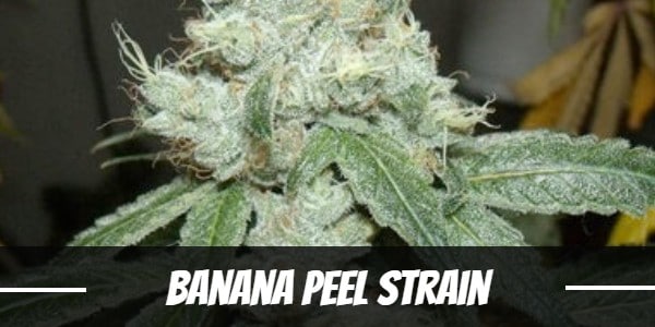 Banana Peel Strain