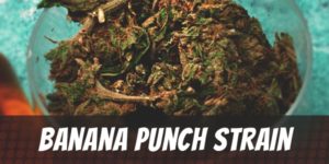 Banana Punch Strain