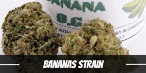 Bananas Strain